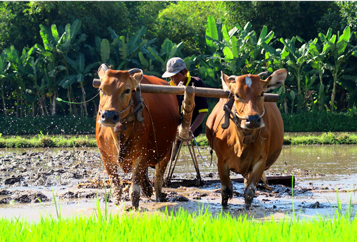 Vrihi Organic Promise